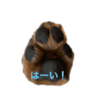 愛犬Chériと素敵なお友達（個別スタンプ：22）