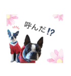 ボステリ花ちゃんと愉快な仲間たち❤️（個別スタンプ：6）
