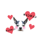 ボステリ花ちゃんと愉快な仲間たち❤️（個別スタンプ：11）