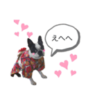 ボステリ花ちゃんと愉快な仲間たち❤️（個別スタンプ：14）