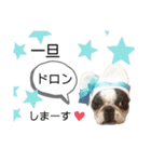 ボステリ花ちゃんと愉快な仲間たち❤️（個別スタンプ：16）