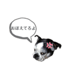 ボステリ花ちゃんと愉快な仲間たち❤️（個別スタンプ：21）