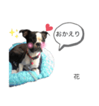 ボステリ花ちゃんと愉快な仲間たち❤️（個別スタンプ：26）