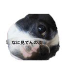 ボステリ花ちゃんと愉快な仲間たち❤️（個別スタンプ：28）