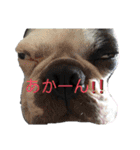 ボステリ花ちゃんと愉快な仲間たち❤️（個別スタンプ：34）