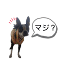 ボステリ花ちゃんと愉快な仲間たち❤️（個別スタンプ：38）