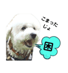殿若11（個別スタンプ：4）