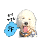 殿若11（個別スタンプ：5）