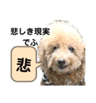 殿若11（個別スタンプ：6）