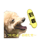 殿若11（個別スタンプ：11）