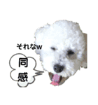 殿若11（個別スタンプ：12）