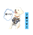 殿若11（個別スタンプ：14）