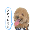 殿若11（個別スタンプ：16）