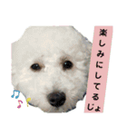 殿若11（個別スタンプ：17）