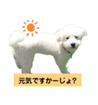 殿若11（個別スタンプ：20）
