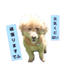 殿若11（個別スタンプ：21）
