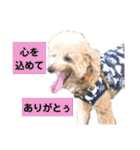 殿若11（個別スタンプ：24）