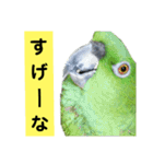 鳥さん関西弁だらけ（個別スタンプ：5）