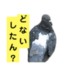 鳥さん関西弁だらけ（個別スタンプ：8）