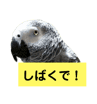 鳥さん関西弁だらけ（個別スタンプ：9）