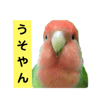 鳥さん関西弁だらけ（個別スタンプ：16）