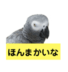 鳥さん関西弁だらけ（個別スタンプ：18）