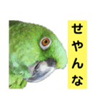 鳥さん関西弁だらけ（個別スタンプ：31）