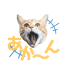 松風だらけ②（個別スタンプ：14）