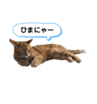 ペットのタイガーちゃん（個別スタンプ：8）