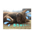 ペットのタイガーちゃん（個別スタンプ：10）