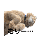 ペットのタイガーちゃん（個別スタンプ：13）