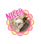ペットのタイガーちゃん（個別スタンプ：19）