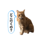 ペットのタイガーちゃん（個別スタンプ：25）