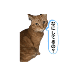 ペットのタイガーちゃん（個別スタンプ：26）