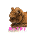 ペットのタイガーちゃん（個別スタンプ：27）