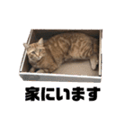 ペットのタイガーちゃん（個別スタンプ：28）