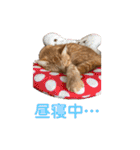 ペットのタイガーちゃん（個別スタンプ：29）