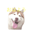 ハスキーな犬あんず（個別スタンプ：1）