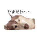 ハスキーな犬あんず（個別スタンプ：2）