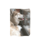 ハスキーな犬あんず（個別スタンプ：3）
