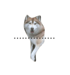 ハスキーな犬あんず（個別スタンプ：4）