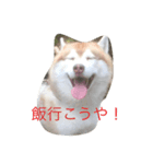 ハスキーな犬あんず（個別スタンプ：5）