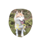 ハスキーな犬あんず（個別スタンプ：6）