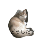 ハスキーな犬あんず（個別スタンプ：7）