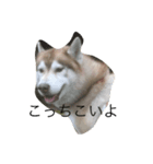 ハスキーな犬あんず（個別スタンプ：8）