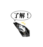 武竜丸のタチウオスタンプ！（個別スタンプ：23）