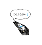 武竜丸のタチウオスタンプ！（個別スタンプ：24）