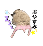 M家のハリちゃんスタンプ（個別スタンプ：3）