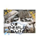 M家のハリちゃんスタンプ（個別スタンプ：6）