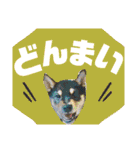 柴犬のこはるなんです〜黒柴子犬ちゃん〜②（個別スタンプ：5）